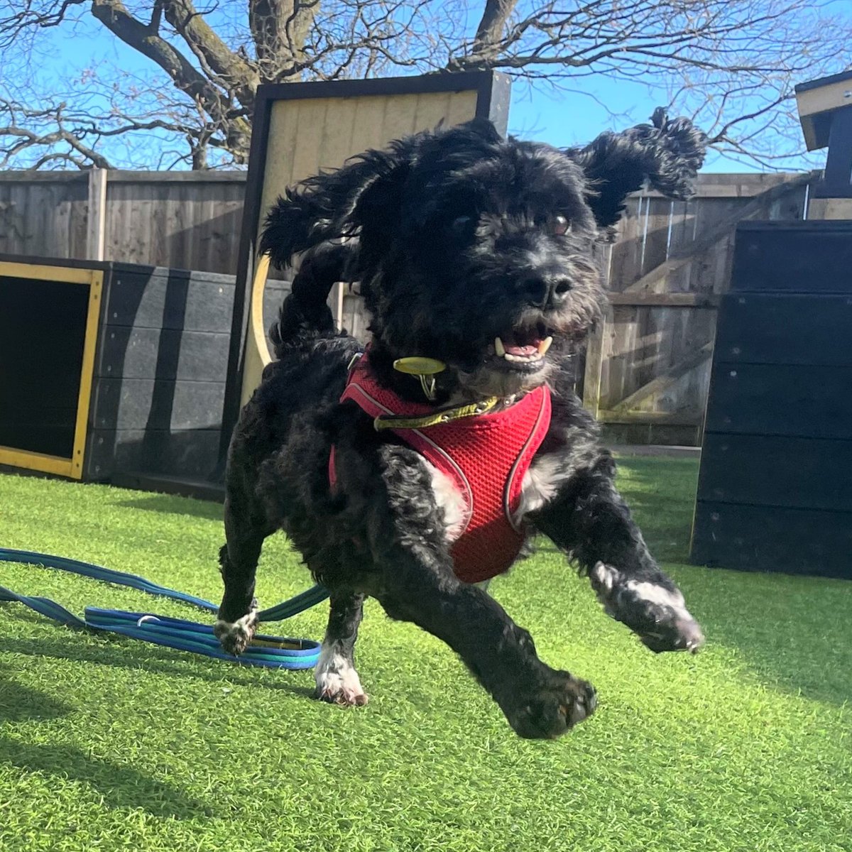 DT_WestCalder's tweet photo. Little Lenny is a 7-year-old shih tzu cross 💛

He's a sweet soul who loves spending time with people he knows best!

If you're interested, add him to your favourites - https://t.co/ZiI1Wanaki

@DogsTrust
#DogsTrust
#AdoptDontShop https://t.co/pi0I3oGX4v