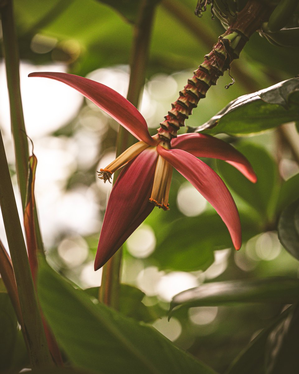 I've been told that some of you apparently give the time of day to the other floral denizens of my glasshouse and that I'm to 'share' your attention as you visit.  I do so under protest but for those of you who like that sort of thing, keep an eye out for these other flowers...😒