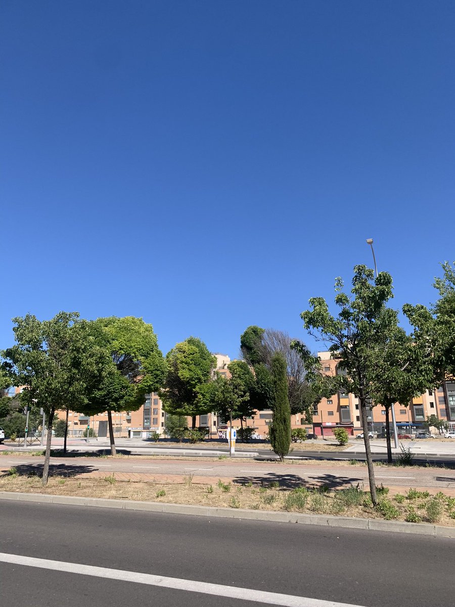 Javi_physport's tweet photo. @pausanchinarro Llevo desde marzo siendo testigo del desastre instalado en toda la calle Ana de Austria. Desde las obras del carril nuevo para el BR.
Toda se está secando, perdiendo ramas de tamaño considerable. 
Lo mejor, pasan olímpicamente de los aviso al @MADRID https://t.co/eTTPnyrZgW
