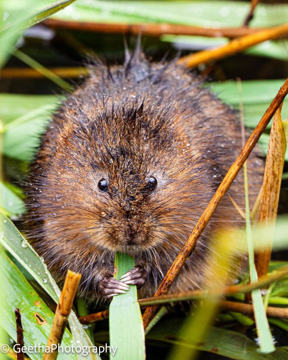 GeetRamPhotos's tweet photo. Keep clean and eat green 🤩🌱 

#watervole #arvicola #Female #pregnant #TwitterNatureCommunity #nature #wildlifephotography #photograghy #rspb 

@SallyWeather @RSPBMinsmere @SonyUK @AP_Magazine @WildlifeMag @BBCSpringwatch https://t.co/yJfTDNh61C