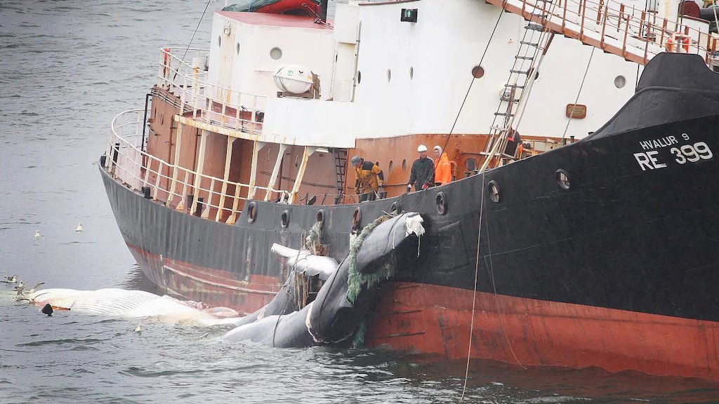 In perspectief - Het failliet van Greenpeace?

Ik zou graag even met u praten over Greenpeace, en nee, maak u geen zorgen, dit is geen poging tot fondsenwerving. Er moet mij echter wel iets van het hart, iets wat al tijden op het puntje van m’n tong ligt en waar ik alleen nog de