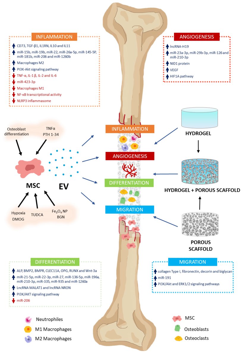#mdpijcm
🩺Don't miss this highly cited review "Clinical Potential of Mesenchymal Stem Cell-Derived Exosomes in Bone Regeneration".
👥by <a href="/barbii_tb92/">Bárbara Torrecillas</a> et al. <a href="/_victoriapulido/">Victoria✨</a> <a href="/CamachCardenosM/">Marta Camacho-Cardenosa</a> 
🙌Citations: 10, Views: 3193
brnw.ch/21wLDa3

#StemCell #bone #Medicine
