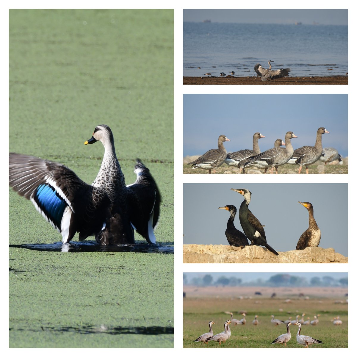 visitpongdam (@visitpongdam) on Twitter photo BirdsAtPongDam - Here are some of the birds seen at Pong Dam's Nagrota Suria. Indian Spot-Billed, White-Fronted Goose, Great Cormorant, Bar Headed Goose.
#incredibleindia
<a href="/hp_tourism/">Himachal Tourism</a>
@TourismerGroup
<a href="/Swadeshdarshan/">Swadeshdarshan</a>
@travelguy
#dekhoapnadesh #VocalForLocal BirdsAtPongDam - Here are some of the birds seen at Pong Dam's Nagrota Suria. Indian Spot-Billed, White-Fronted Goose, Great Cormorant, Bar Headed Goose.
#incredibleindia
<a href="/hp_tourism/">Himachal Tourism</a>
@TourismerGroup
<a href="/Swadeshdarshan/">Swadeshdarshan</a>
@travelguy
#dekhoapnadesh #VocalForLocal
