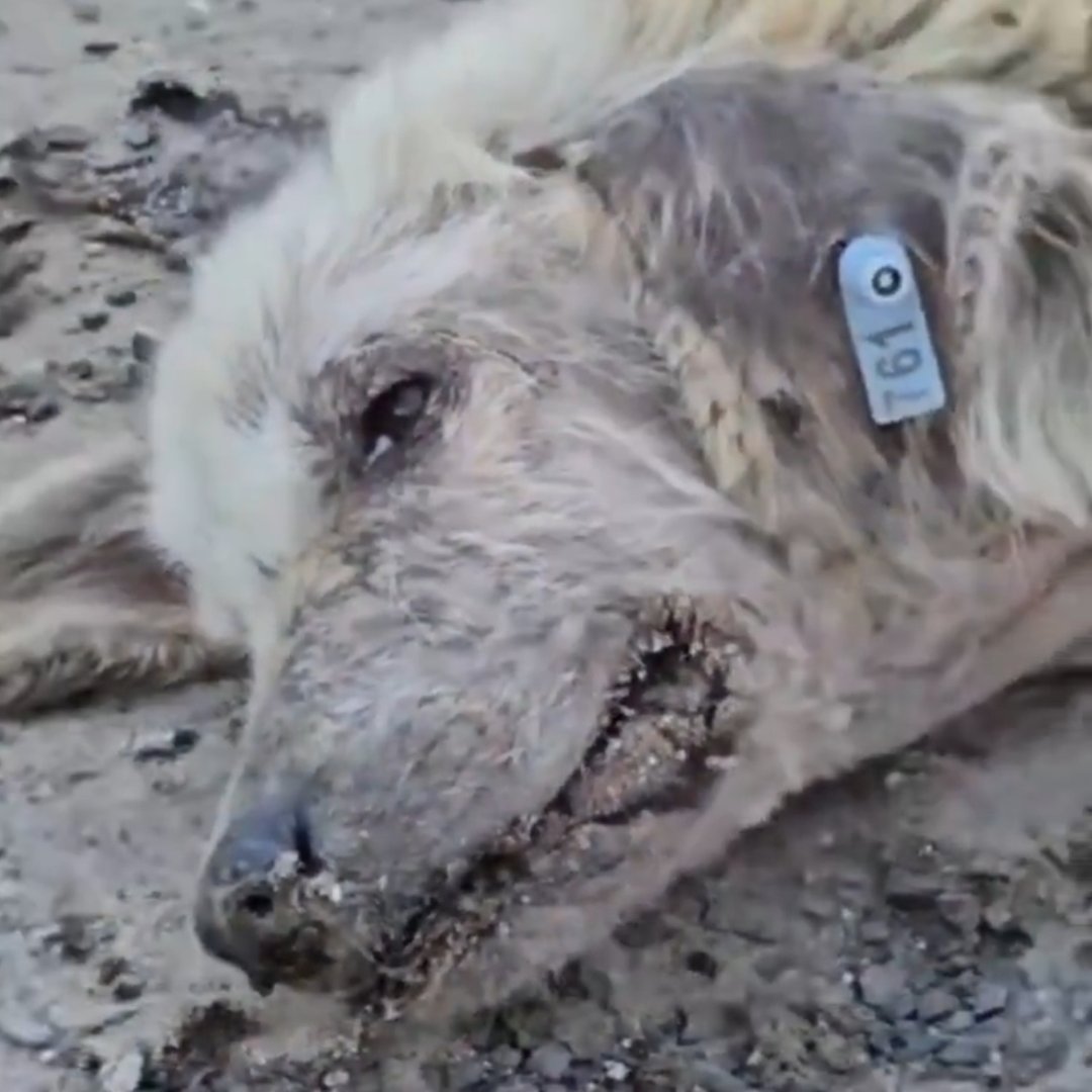 PhaedraXTeddy's tweet photo. None. What alternate universe do you live in?
Are you unaware of the new #TurkishDogMassacreLaw that Erdogan supports?
A few of the victims this week ⏬️ https://t.co/XSeh9HHgcJ