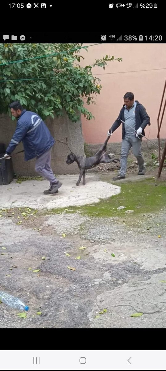 domdyer70's tweet photo. Turkish Government has shut down access to Instagram no doubt to hide the growing of the round up &amp; mass slaughter of stray dogs across the nation @InsaneHuseyin @MeldaKelemcisoy @RTErdogan #Turkey https://t.co/fSoSClJUGy