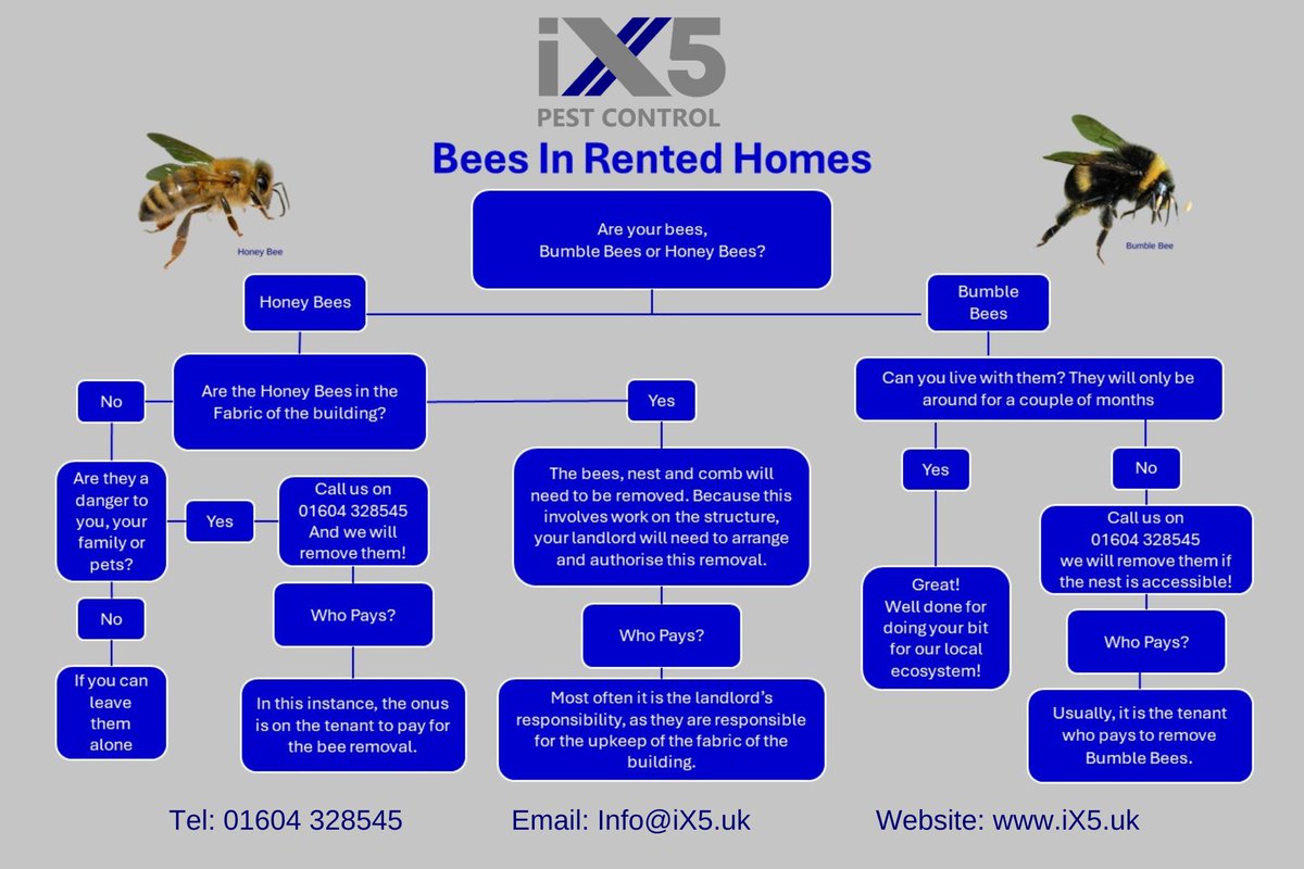 iX5uk's tweet photo. Are you a tenant dealing with a bee problem? πOur latest blog offers essential advice on how to handle bees in rented properties, including your rights and responsibilities. #BeeSafety #TenantAdvice #PestControl Read more: https://t.co/RTemo1wN8H https://t.co/fNdlNcnGTU