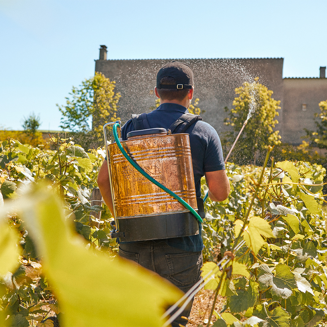 _Billecart's tweet image. [NATURE AND VITICULTURE IN HARMONY]  
At Clos Saint Hilaire, nature and viticulture harmonize through #biodynamic practices tailored to specific conditions. Our dedication to this method, initiated few years ago, ensures the vines' health and vitality. 
#GenerationEngagee