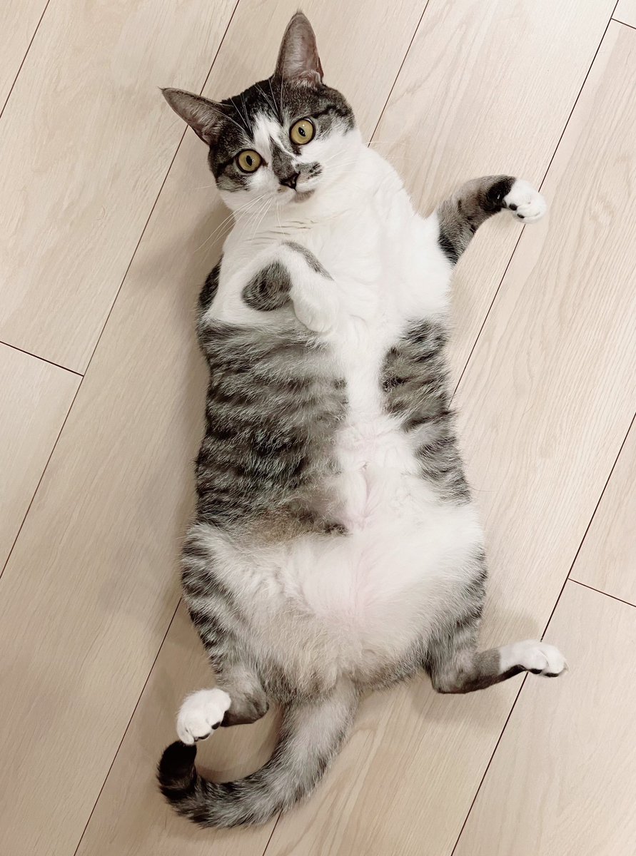 ししゃも (@0707_Shisyamo) / Posts / X