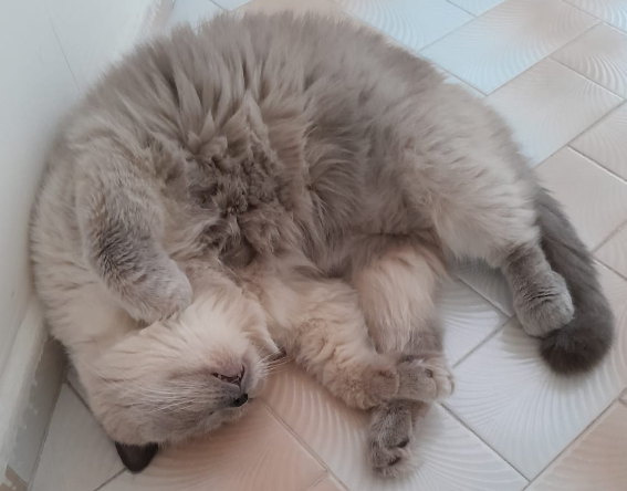 BudVZab's tweet photo. #NotQuiteDailyCloudTheCat #DailyCloud #Cat #CatsofTwitter #CatsOfTwitter https://t.co/Ij5F0Yxpu6