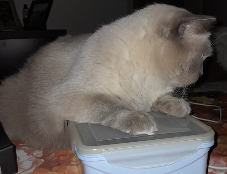 BudVZab's tweet photo. #NotQuiteDailyCloudTheCat #DailyCloud #Cat #CatsofTwitter #CatsOfTwitter https://t.co/Ij5F0Yxpu6