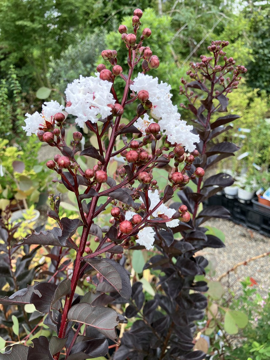 花鉢コーナーより
花の少ない時期、これから楽しめるサルスベリのブラックリーフシリーズが素敵な花を咲かせています。
店長おすすめ
ピュアホワイト
ラベンダーレース
ブラッシュ
ミスティックマゼンタ
ベストレッド
暑い日が続いてますが、よろしくお願いします。