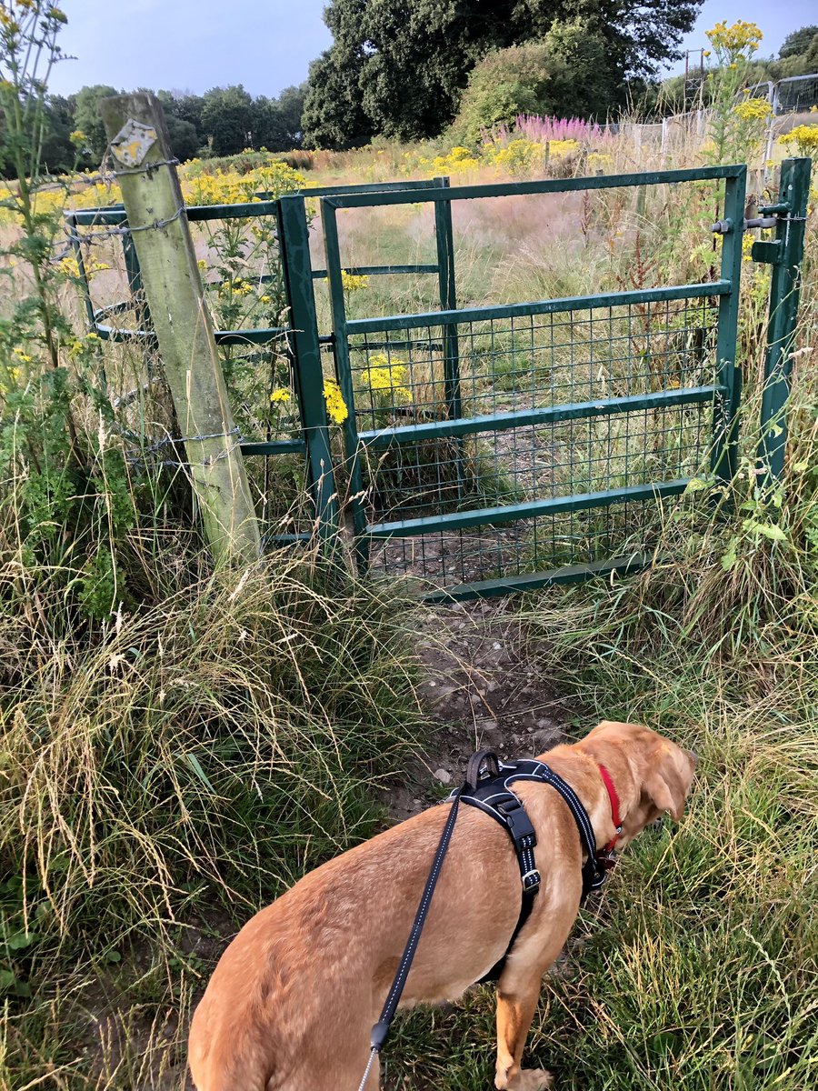 Daisy took a week, but she’s not scared of the kissing gates now! #PupSittingDaisy
