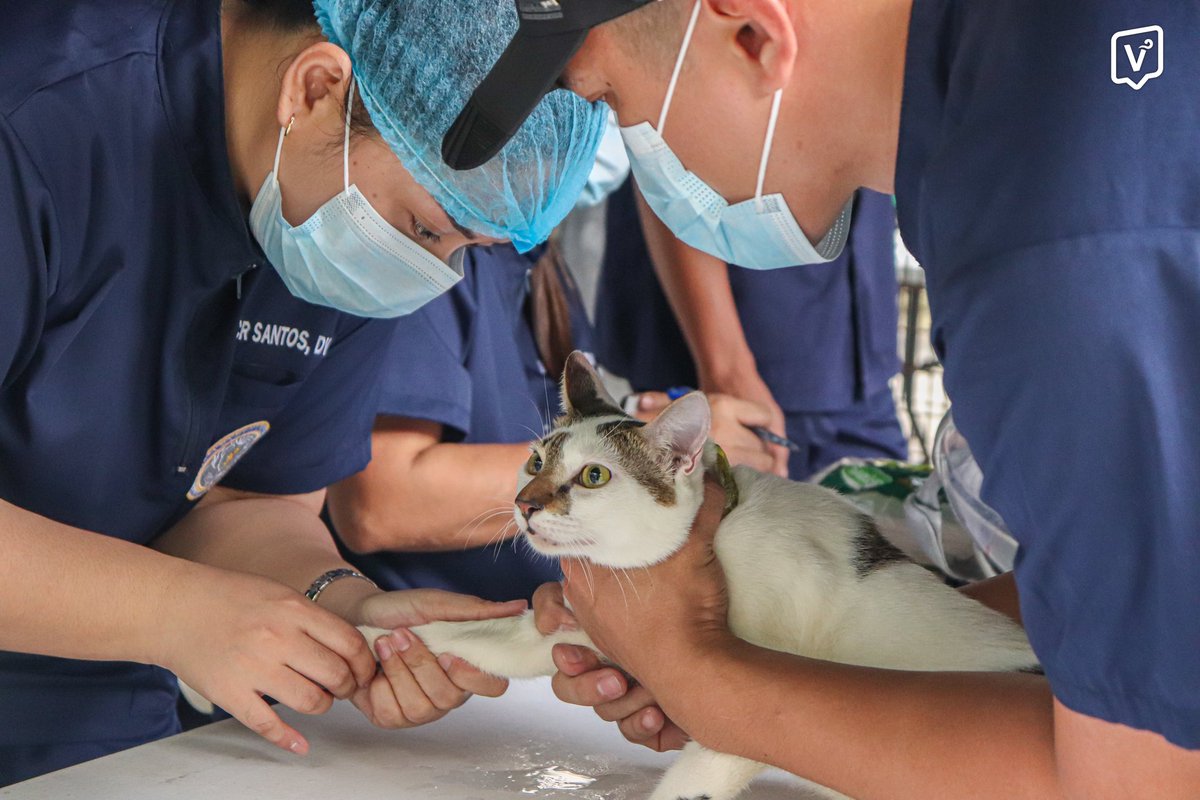 varsitarianust's tweet photo. Stray cats are spayed and neutered at the Padre Noval Court on Friday, Aug. 2, through a program conducted by the UST Health Services in collaboration with the College of Veterinary Medicine of the Pampanga State Agricultural University.

(Photos by Jason Patrick T. Gonzales/ The Varsitarian)