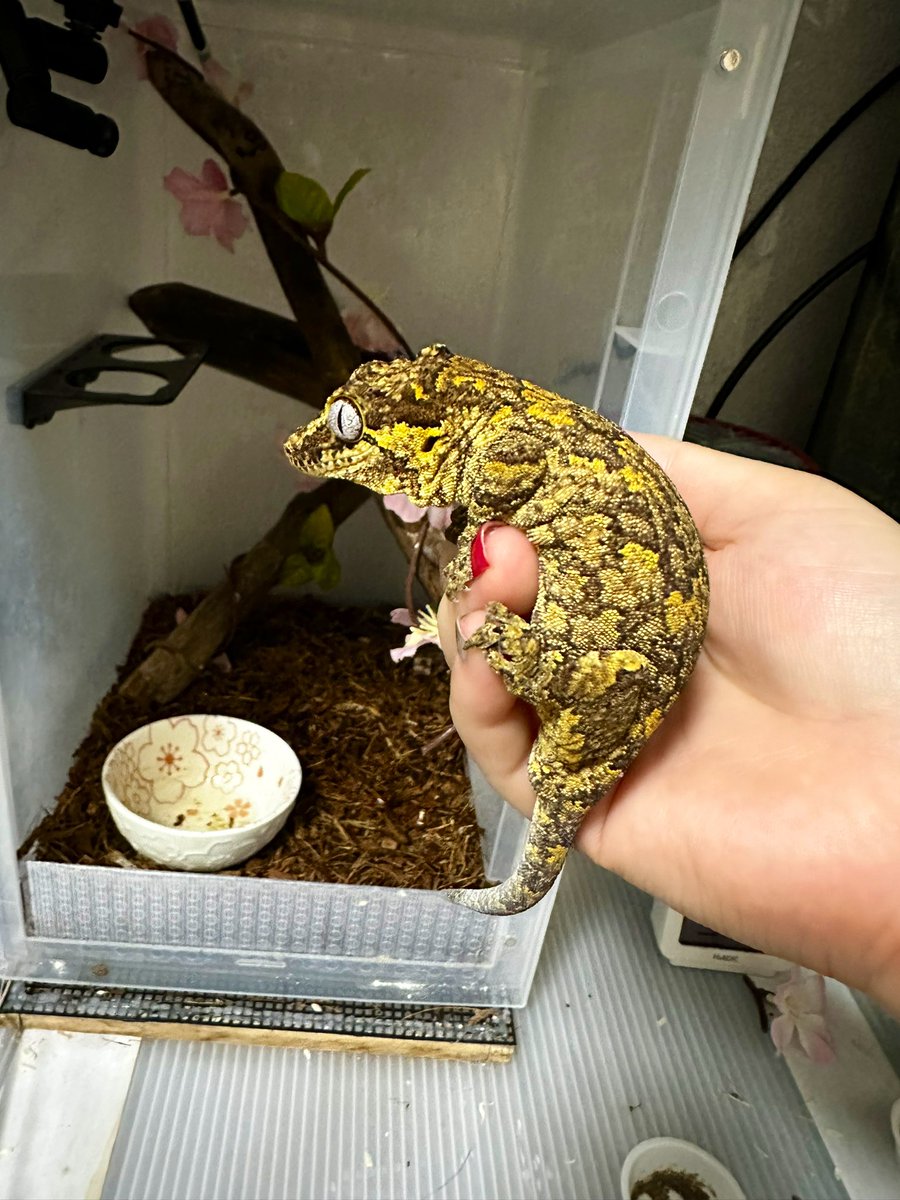 珍しく手の上で大人しい豹くん
でっかくなったなぁ
 #ガーゴイルゲッコー