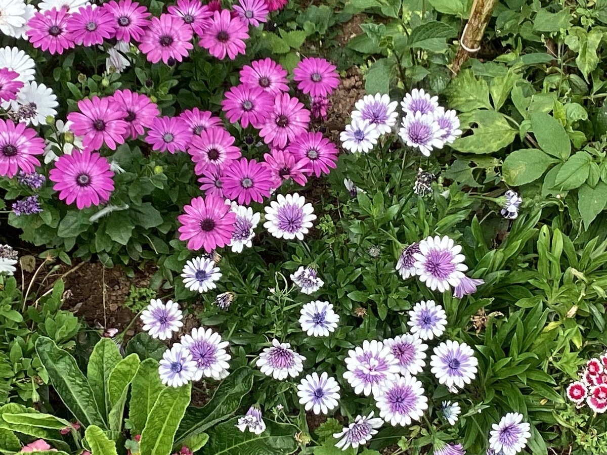 My garden is blooming lovely. Scuse the pun…