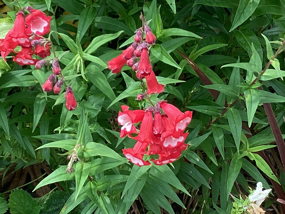 Penstemons, such good value. Just keep flowering.