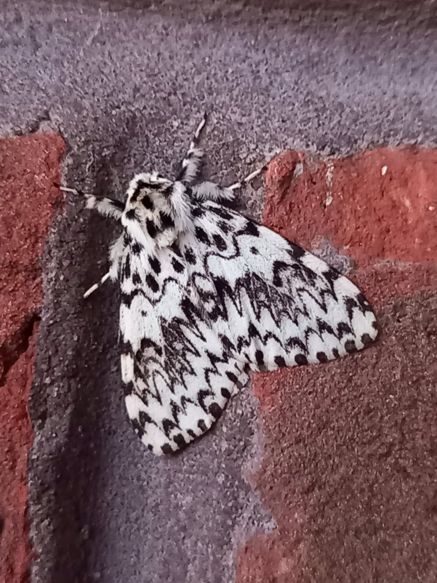 A nice addition to the list <a href="/Wintersett1/">Wintersett</a> last night with this stunning Black Arches. A long awaited 1st record <a href="/BC_Yorkshire/">Butterfly Conservation Yorkshire</a> <a href="/DoubleKidney/">Charles Fletcher</a>