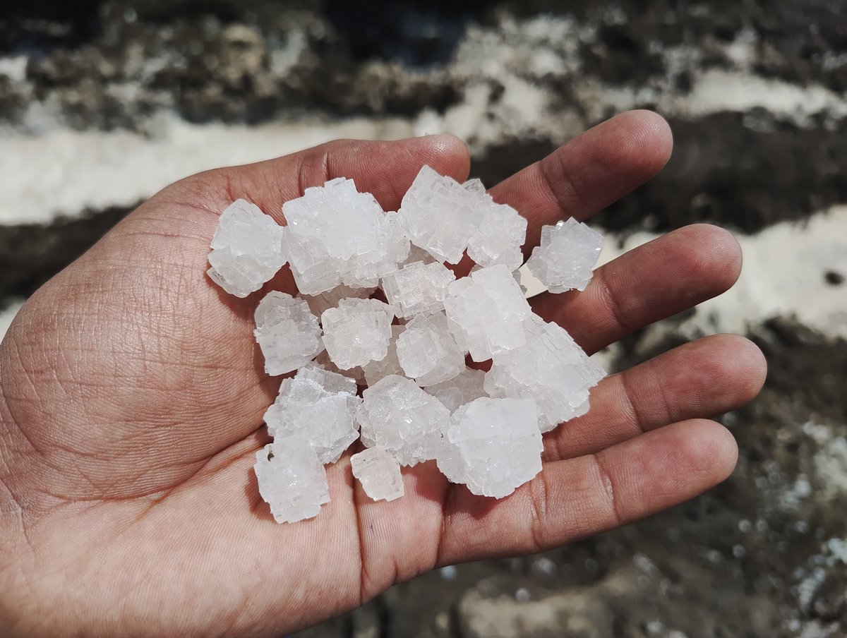 TMigrationStory's tweet photo. Agarias, the traditional salt farmers of the Little Rann of Kutch, shift to renewable energy to produce salt, breaking free from decades of debt reports @suchak Read here: https://t.co/1jmjJF3e2o
#solar #saltmaker #justtransition https://t.co/ORWP06x19k