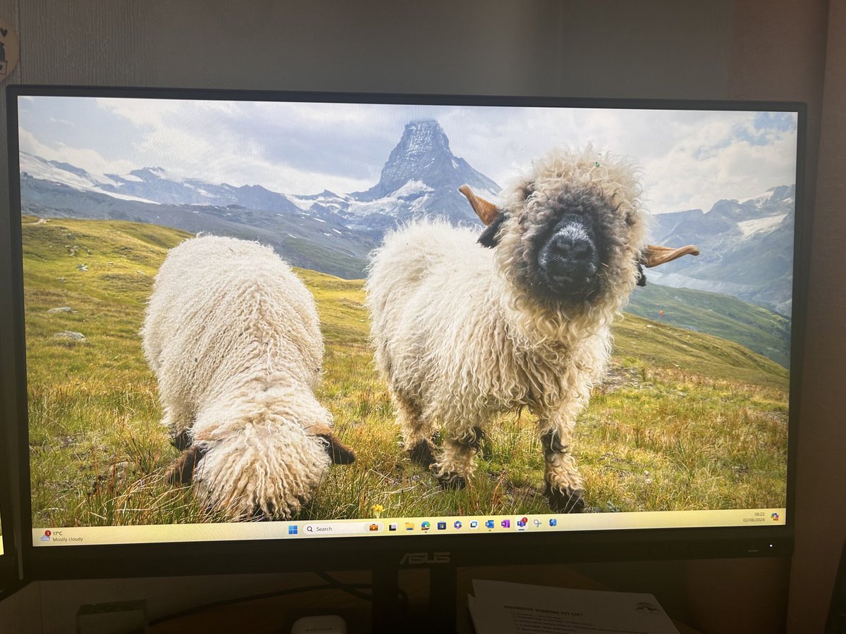 When your automatic computer wallpaper design pops this image up - you can only smile 🐑🐏🐑🐏🐑🐏

#fridayfeeling #smiles #lifeofasheep