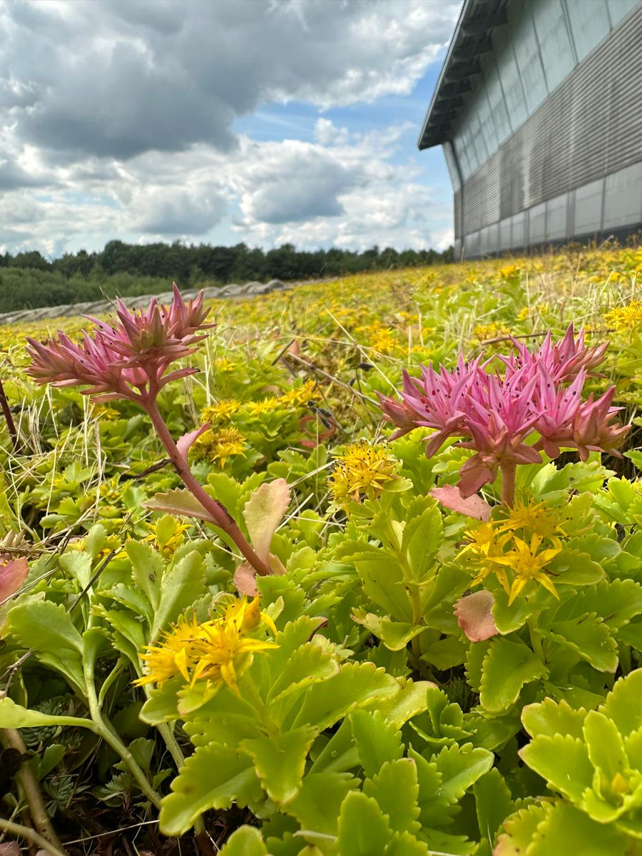 SkyGardenUK's tweet photo. Our Sedum blankets are lightweight, low maintenance and offer an instant 'wow' factor. The blend of sedums covers shade-loving, sun-loving and drought-tolerant species.
Shop here: https://t.co/9OUoryeEvs
#coloursofsummer #diversity #greenroofs #sedum #greenroofs #biodiversity https://t.co/DzfZ2Ee46f