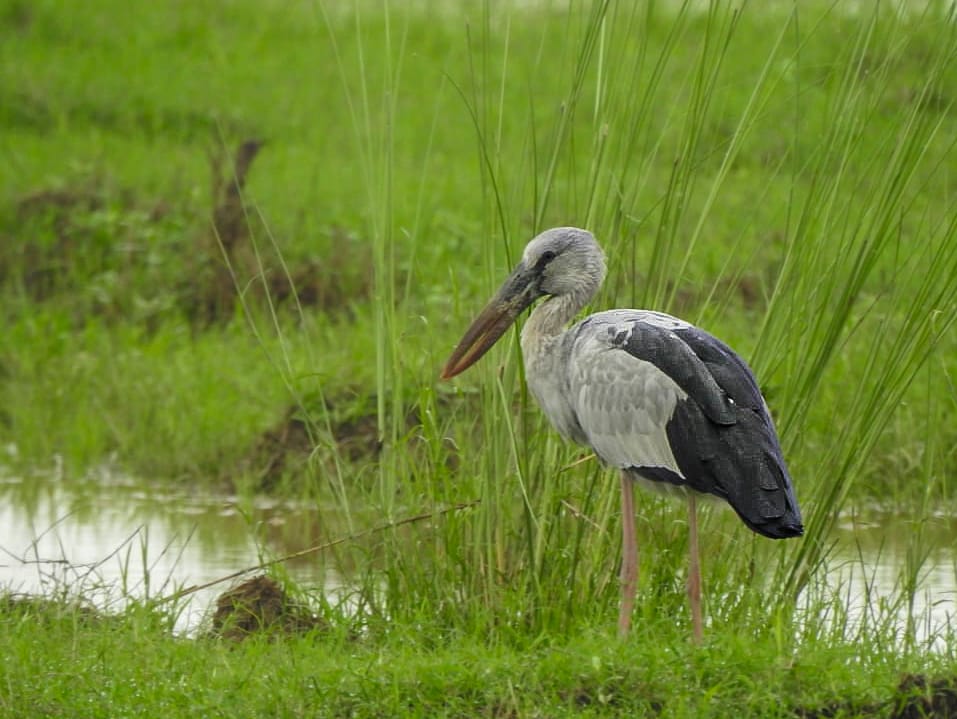 Harimoh01295983's tweet photo. Check out this unique beauty! 😍 The Asian openbill with its distinctive bill is a sight to behold. 🐦 Have you ever seen one of these amazing creatures? Share your thoughts and pictures below! #asianopenbill #birdwatching #wildlife #naturephotography #rajasthan
@watch_tiger https://t.co/1nVSub04NP