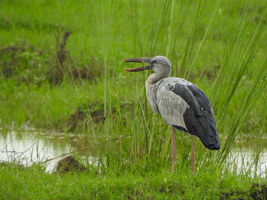Harimoh01295983's tweet photo. Check out this unique beauty! 😍 The Asian openbill with its distinctive bill is a sight to behold. 🐦 Have you ever seen one of these amazing creatures? Share your thoughts and pictures below! #asianopenbill #birdwatching #wildlife #naturephotography #rajasthan
@watch_tiger https://t.co/1nVSub04NP