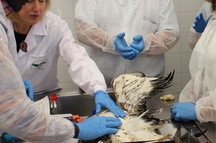 AndaluciaAMAyA's tweet image. 🔝Los compañeros del Centro de Análisis y Diagnóstico de la #FaunaSilvestre #CAD en el XXV Congreso Español y IX Iberoamericano de Toxicología🧮 Resultados de diez años de análisis #farmacos  #compuestostóxicos #avesprotegidas #peligrodeextinción @MedioAmbAND @AndaluciaJunta