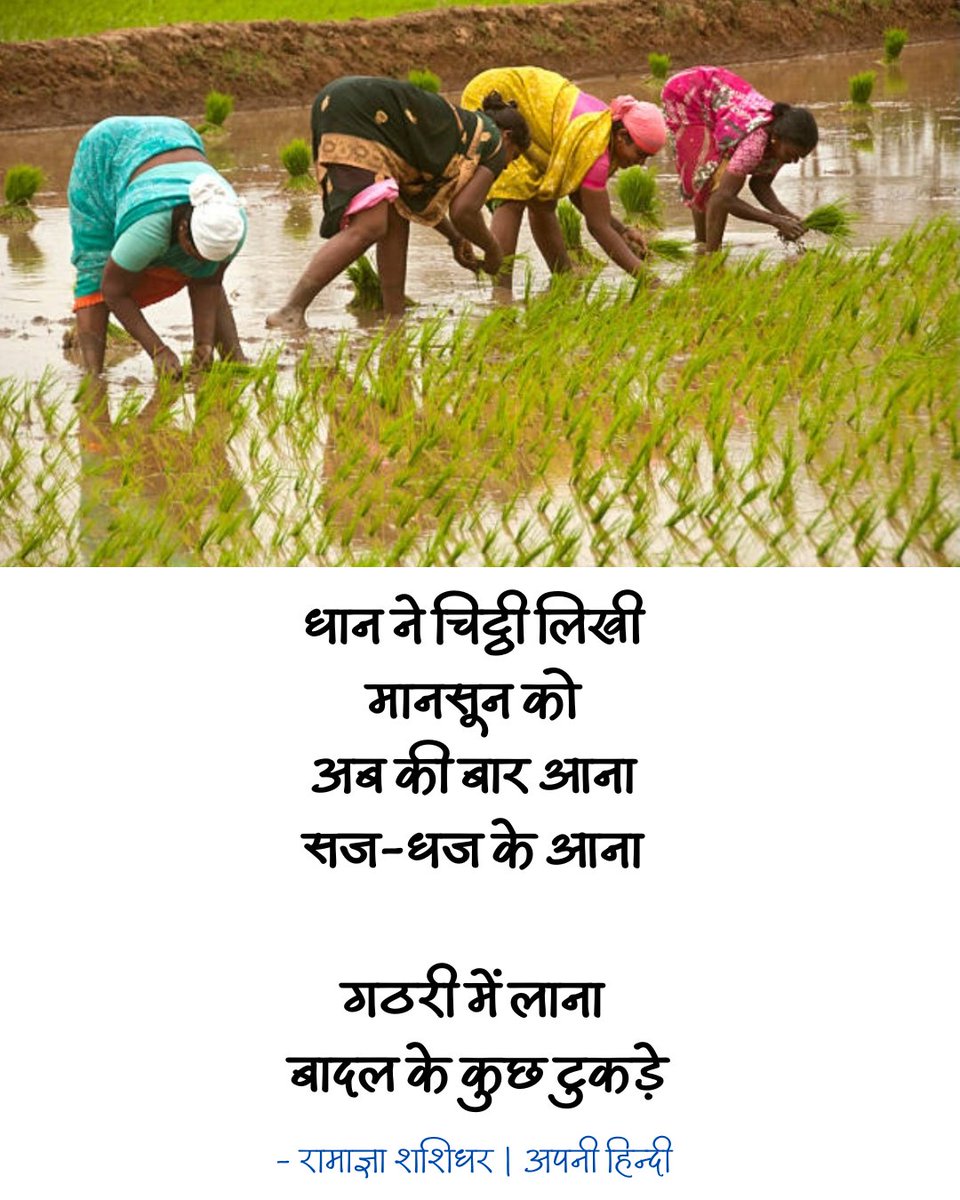 apni_hindi's tweet image. धान ने चिट्ठी लिखी 
मानसून को 
अब की बार आना 
सज-धज के आना

गठरी में लाना 
बादल के कुछ टुकड़े

- रामाज्ञा शशिधर 
#rice #paddyfields