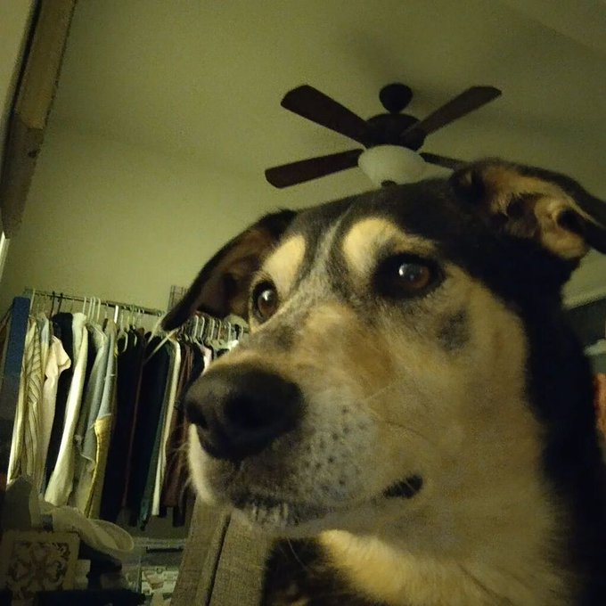 sacredlifeparty's tweet photo. Gimli was a good girl. I just found out from my ex she passed over to the other side a few weeks ago. She will be forever missed. She was a very good and faithful companion. Gimli saw my ex through the worst of times. See you in the afterworld good girl. https://t.co/0UjEaBOCpt
