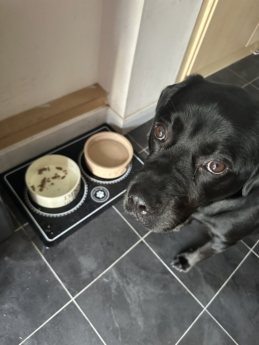 dontforgetchaos's tweet photo. This dog will literally eat cat shit that’s been buried for months. Yet a crushed up worming tablet and he’s Gordon Bloody Ramsey. https://t.co/29H3ZMgW5h