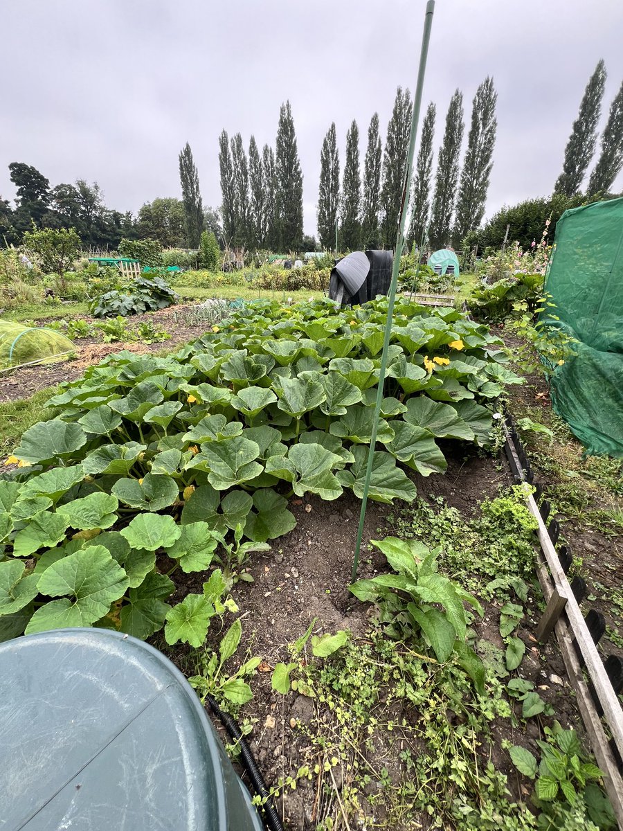 Let the growing begin. #giantpumpkin