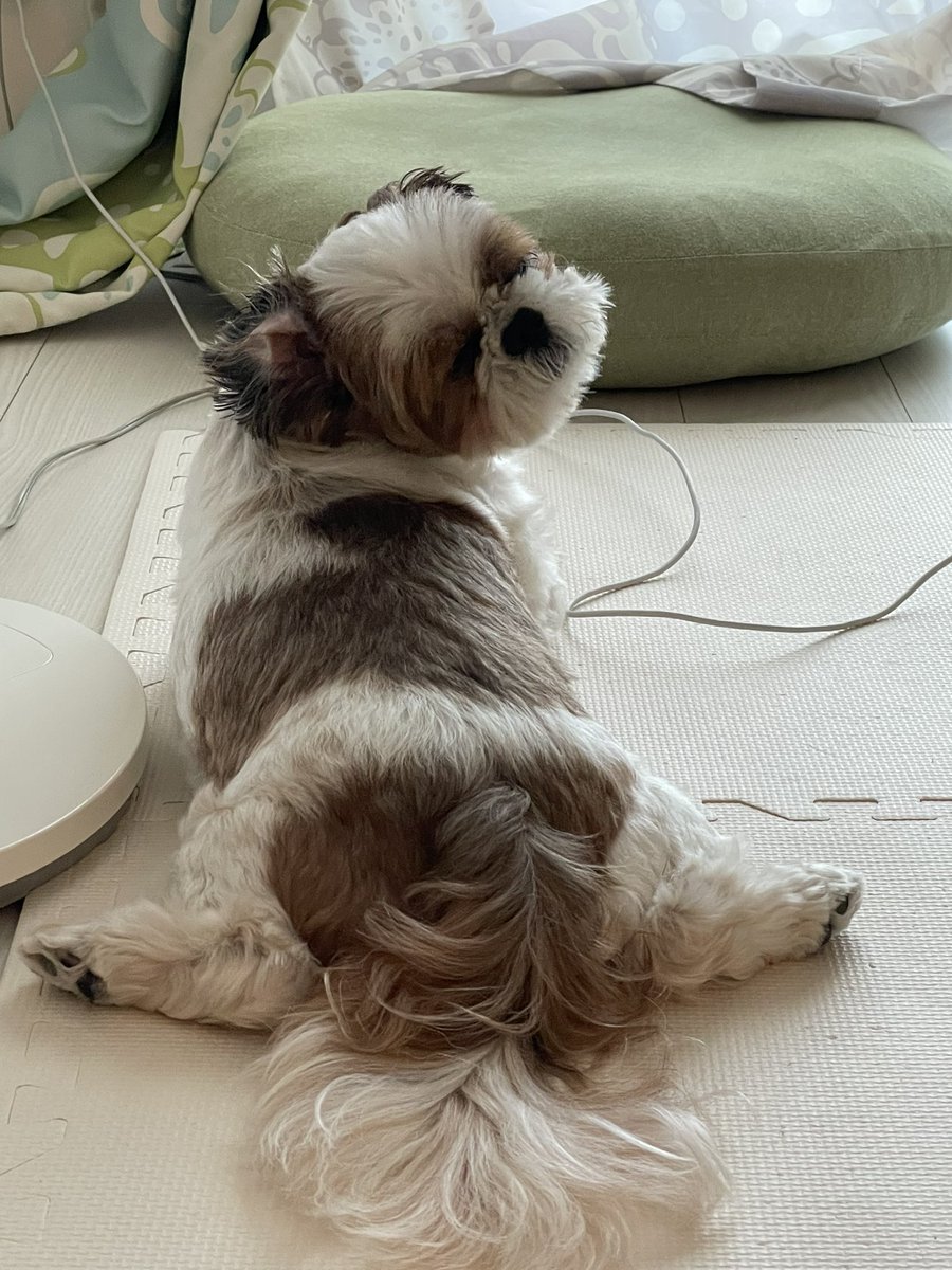UQ573's tweet photo. 足ひらけちゃう🐶 https://t.co/d6EOZLqCpn