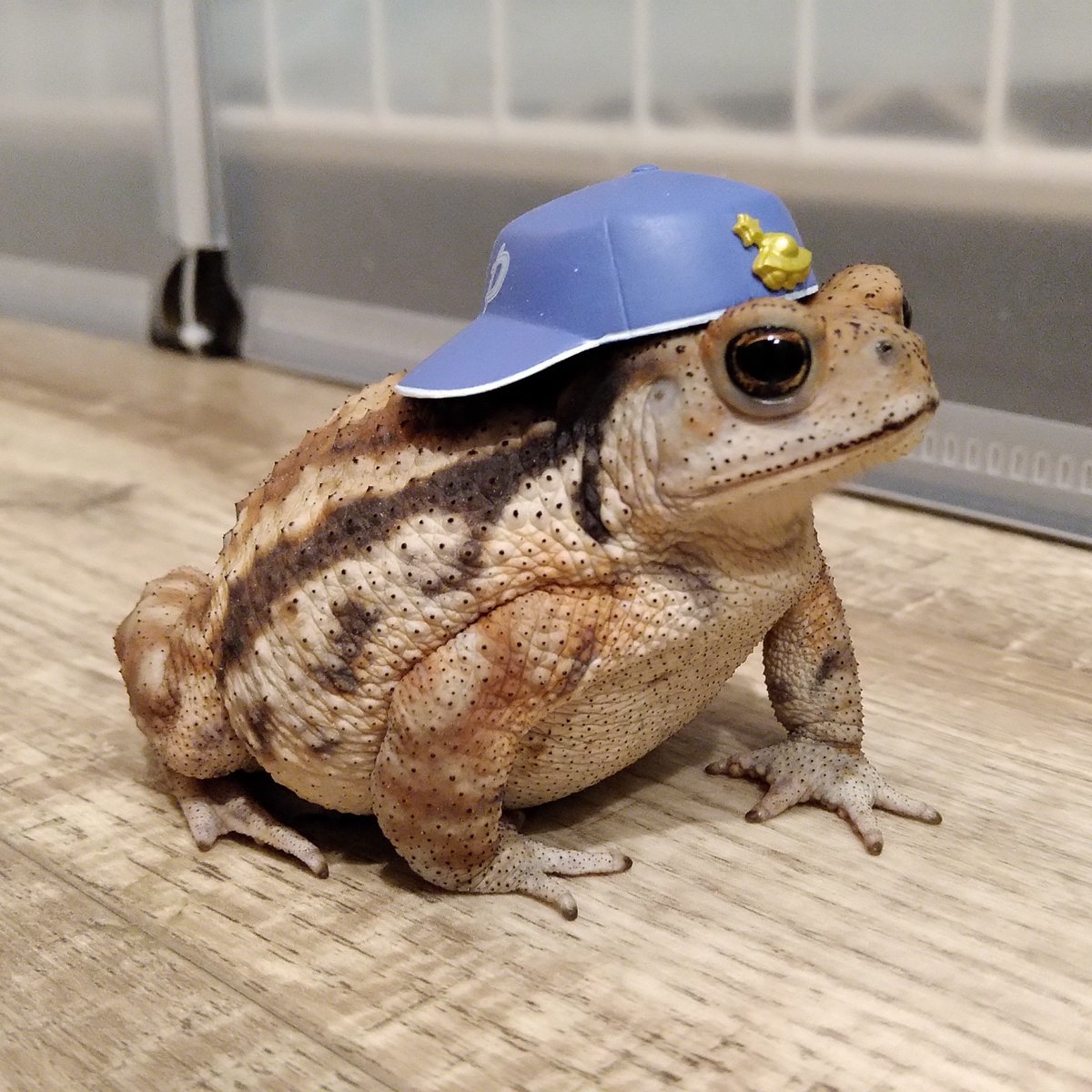 🍋とまと🍋 tweet media