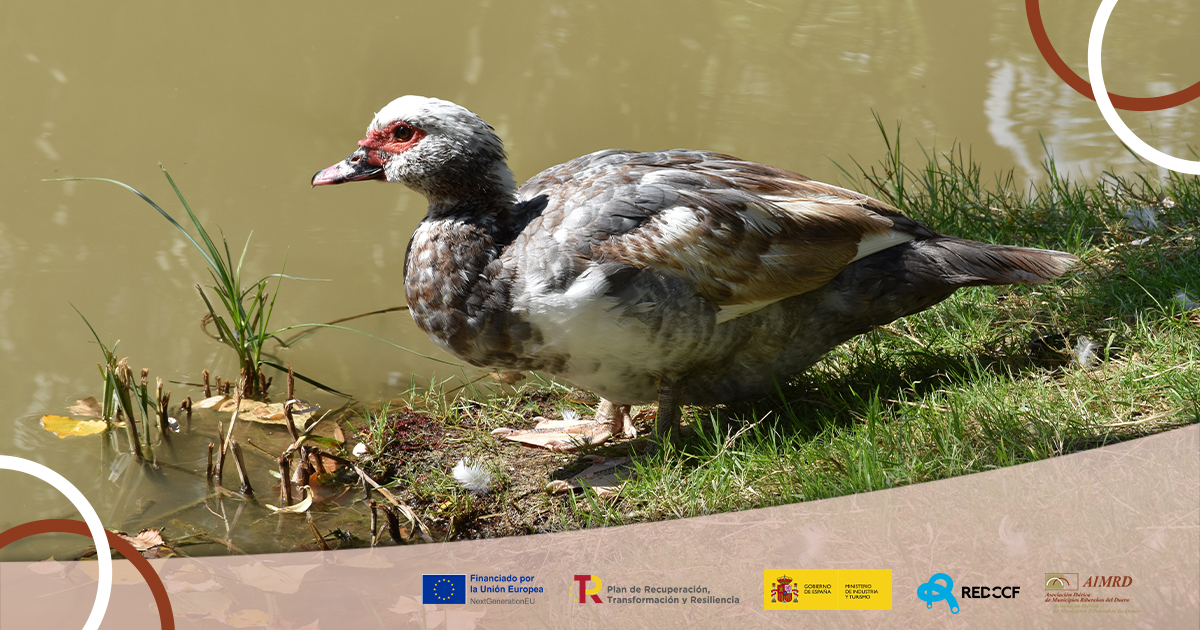 _AIMRD_'s tweet photo. Muchas aves hacen del Duero su hogar durante ciertos meses del año, como las golondrinas, los gorriones y otras pequeñas especies. Sus elegantes vuelos alegran los cielos y sus colores y sonidos destacan en las orillas del río. 

#REDCCF #CrucerosCosterosFluviales #AIMRD https://t.co/1SP3ZycEsk