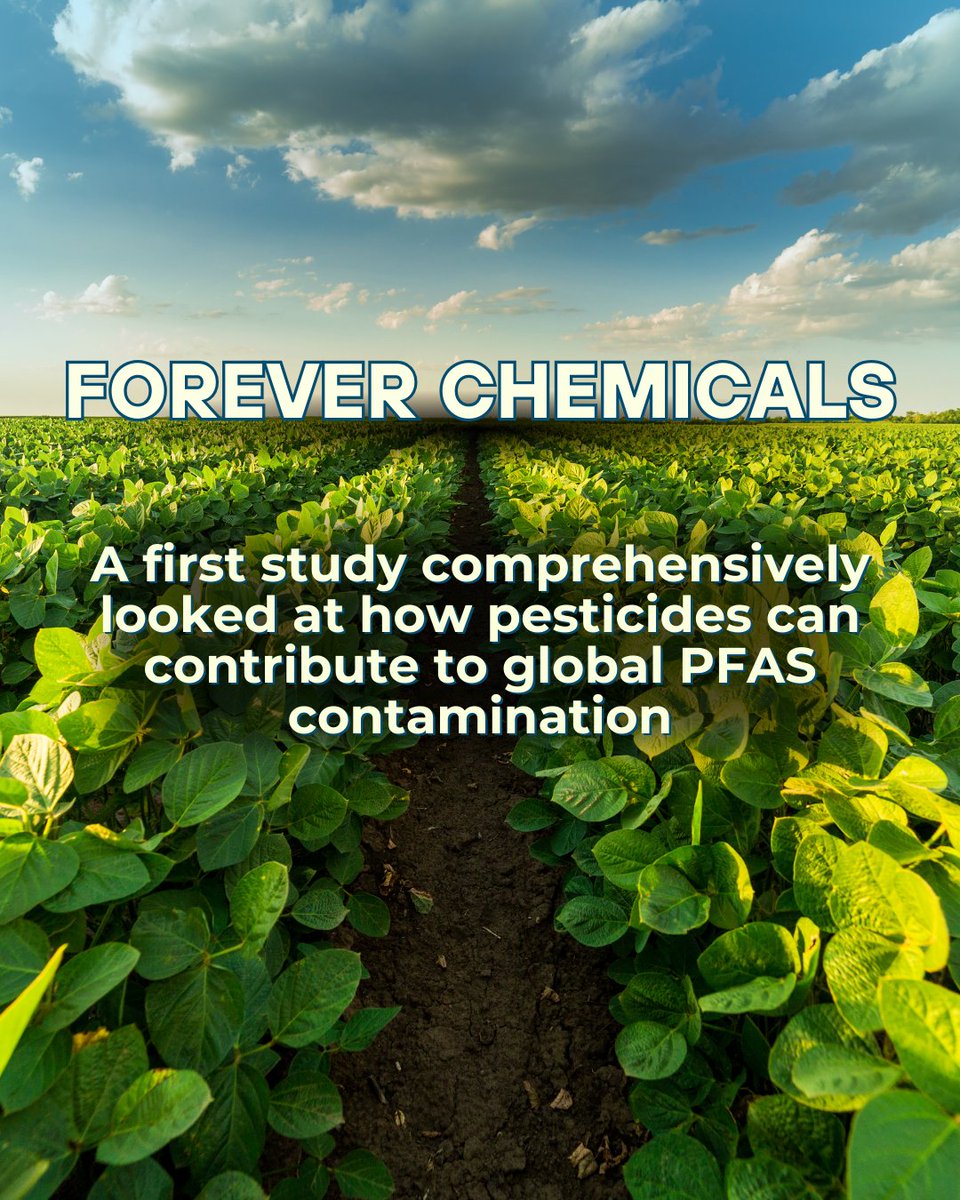 NEW STUDY: Per- and polyfluoroalkyl substances (PFAS) are a large class of thousands of synthetic chemicals used in hundreds of types of products.
Read about these 'forever chemicals' at the link: edition.cnn.com/.../pfas-pesti…