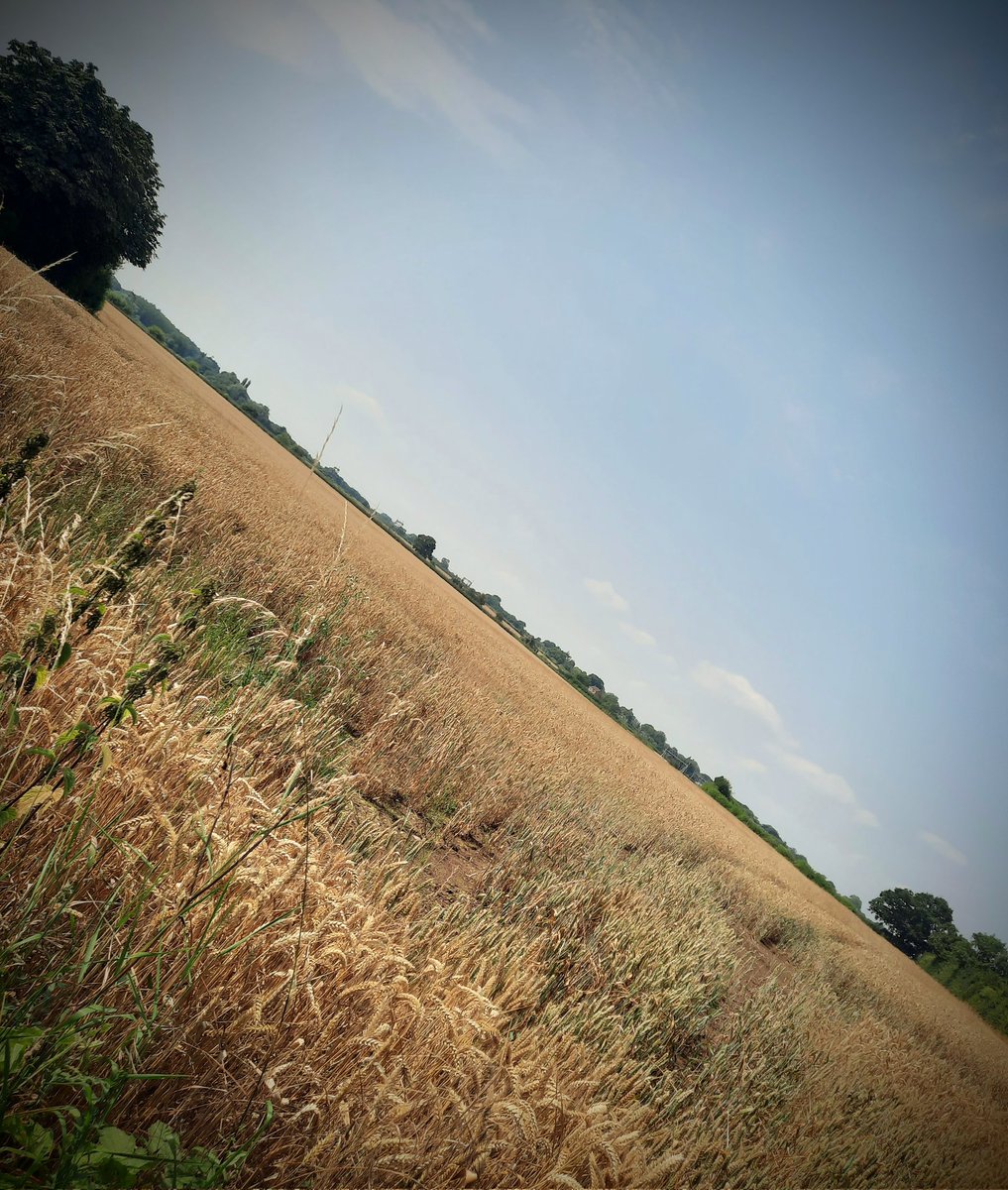 Still in North Lichfield, my <a href="/lichdiscovered/">Lichfield Discovered</a> mates and I have found 19th century references to a field here called 'Graveyard' and another nearby known as 'Chapel Meadow'.  On the ground, there's nothing to explain either name but we wonder what lies beneath...