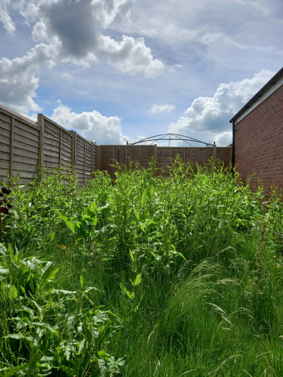 ZeroMilly's tweet image. So excited to have my own quirky labyrinth. Two months of hard work by Landygirls landscapers  transforming overgrown L-shaped plot. 🌻🌳🍓🫐