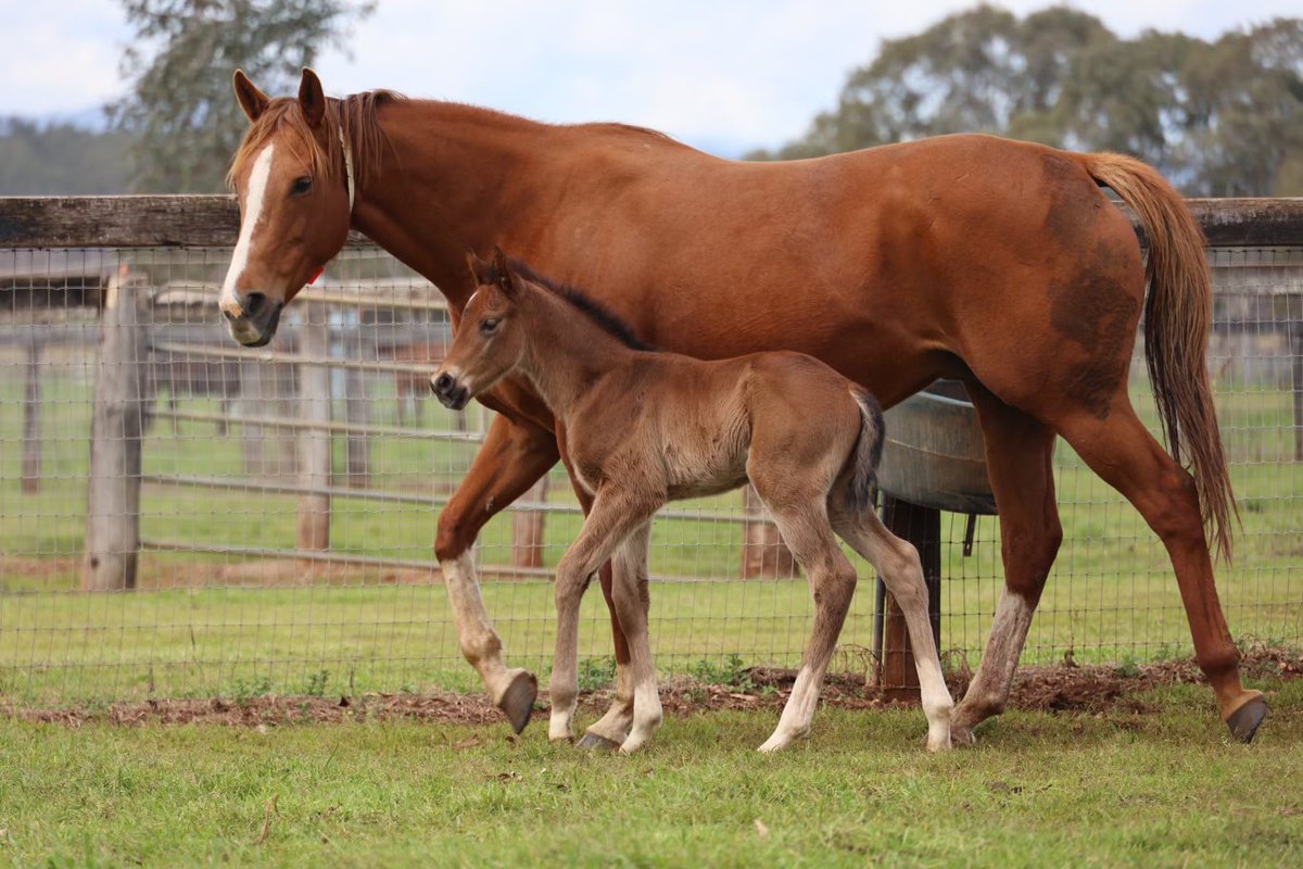 Sally Gordon (@sallyegordon) on Twitter photo He's on the board!
We visited <a href="/mullaglass/">Mullaglass Stud</a> this afternoon to see one of the first foals born by Hitotsu and we're absolutely delighted with the colt out of Yours But Mine (by Choisir). He's on the board!
We visited <a href="/mullaglass/">Mullaglass Stud</a> this afternoon to see one of the first foals born by Hitotsu and we're absolutely delighted with the colt out of Yours But Mine (by Choisir).