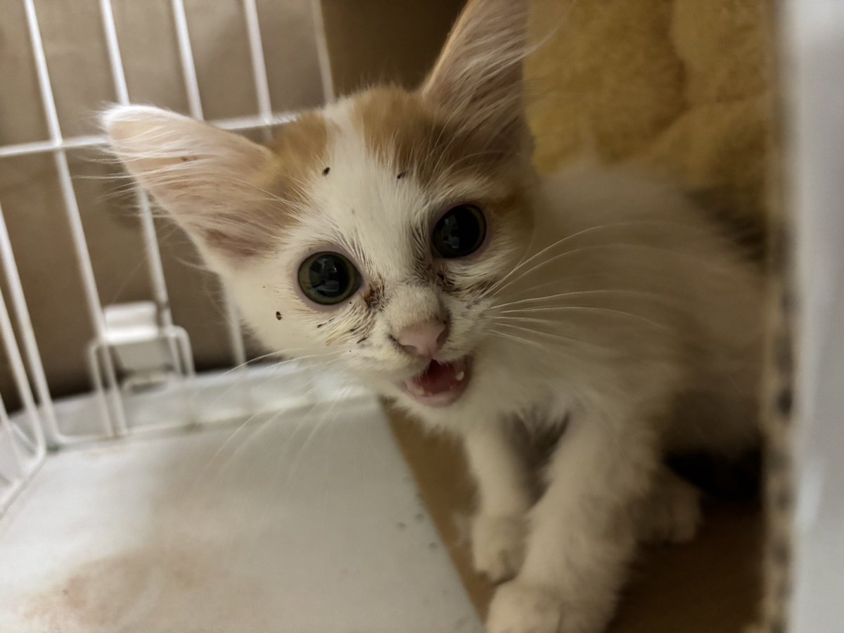 nyankonokai1's tweet photo. 20匹越えの飼育崩壊が起きてしまった。。。

とりあえず慎重に状況をよく聞き出して
行政とも連携をとりながら進めて行こう
半分以上が未避妊とのこと
まずは子猫の救出と全頭の不妊手術から https://t.co/0g6I5sNiUB