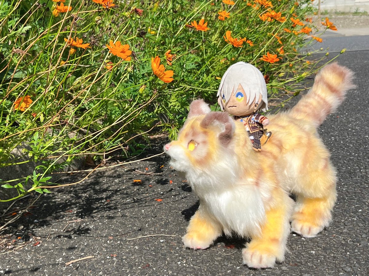 mia_no33's tweet photo. トラちゃん立派に成長しました🐯✨

イブぬいに会わせてみたら、さっそくお散歩に連れて行ってくれました。

#にじぬいが見られるタグ https://t.co/UUas6L5X64
