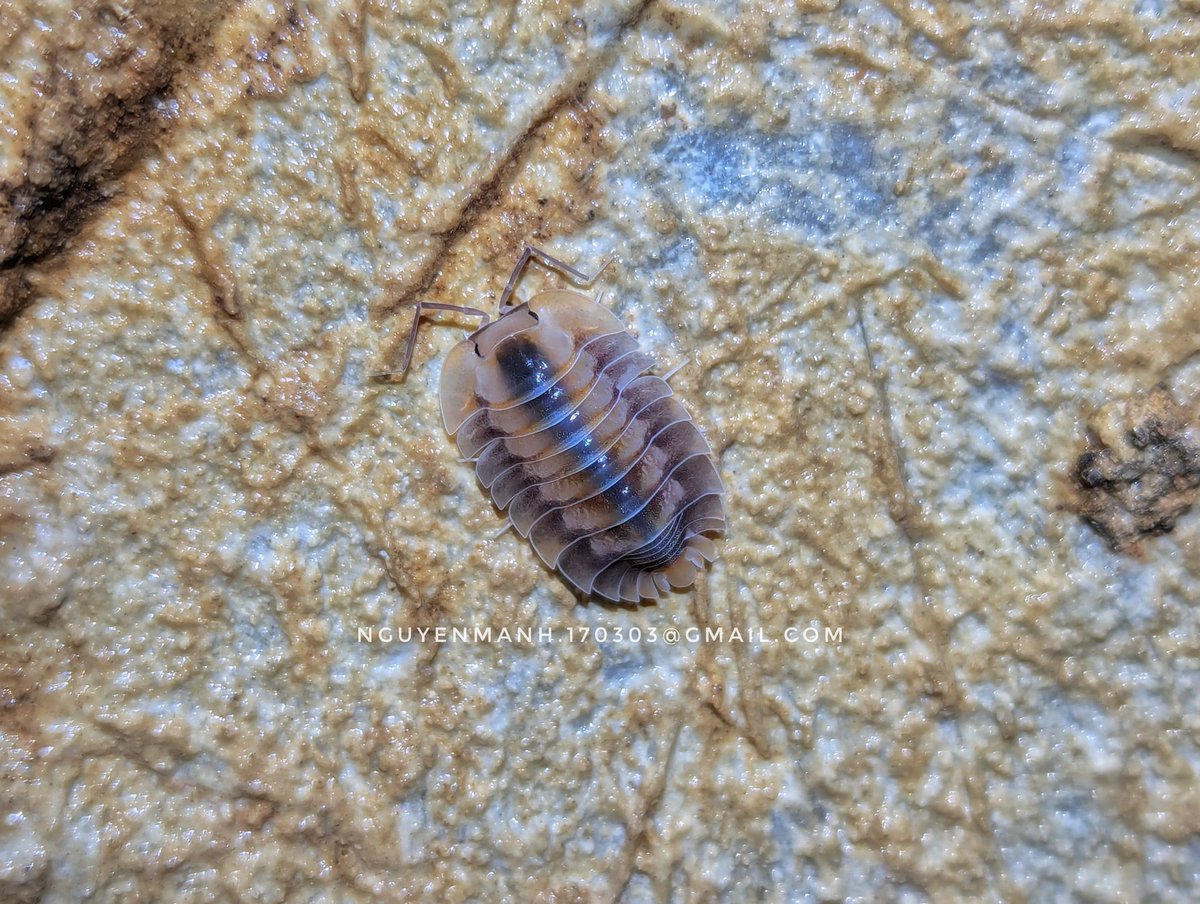 MnhNguynv5's tweet photo. I found a new species troglodillo and named this species is "troglodillo sp. Ribs". The inspiration for the name is from Rib Armor Trim in Minecraft. https://t.co/aKTDpkBg7e