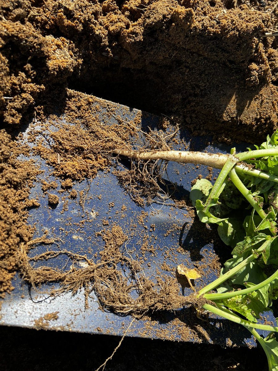Given the late sowing tillage radish and canola powering away in Bolgart <a href="/GRDCWest/">GRDC West</a> @grdc soil strength by species project @Bolgart. <a href="/WANTFA_farming/">WANTFA</a>
