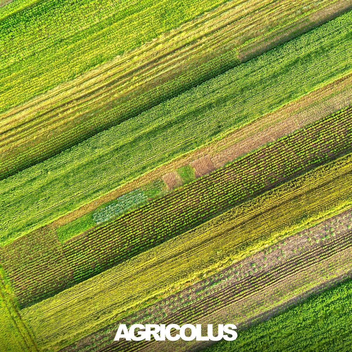 🎨 Osservando la Natura abbiamo notato un’esplosione di colori in continua evoluzione. 

🌱 Stiamo lavorando a qualcosa che, come la Natura, cambi nel tempo e si evolva a seconda delle stagioni.

#comingsoon
#Agricolus #agtech #aziendaagricola