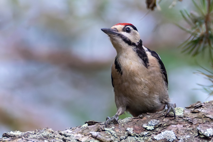 Näkyvä syysmuutto on vielä vähäistä, mutta käpytikoilla ja kirjosiipikäpylinnuilla on pientä liikehdintää ja monet lajit kerääntyvät jo parviin. Heinäkuun lopun harvinaisin lintu oli Nivalassa nähty #rääkkähaikara.

birdlife.fi/lintutilanne-2… #lintutilanne #käpytikka

📷 Micha Fager