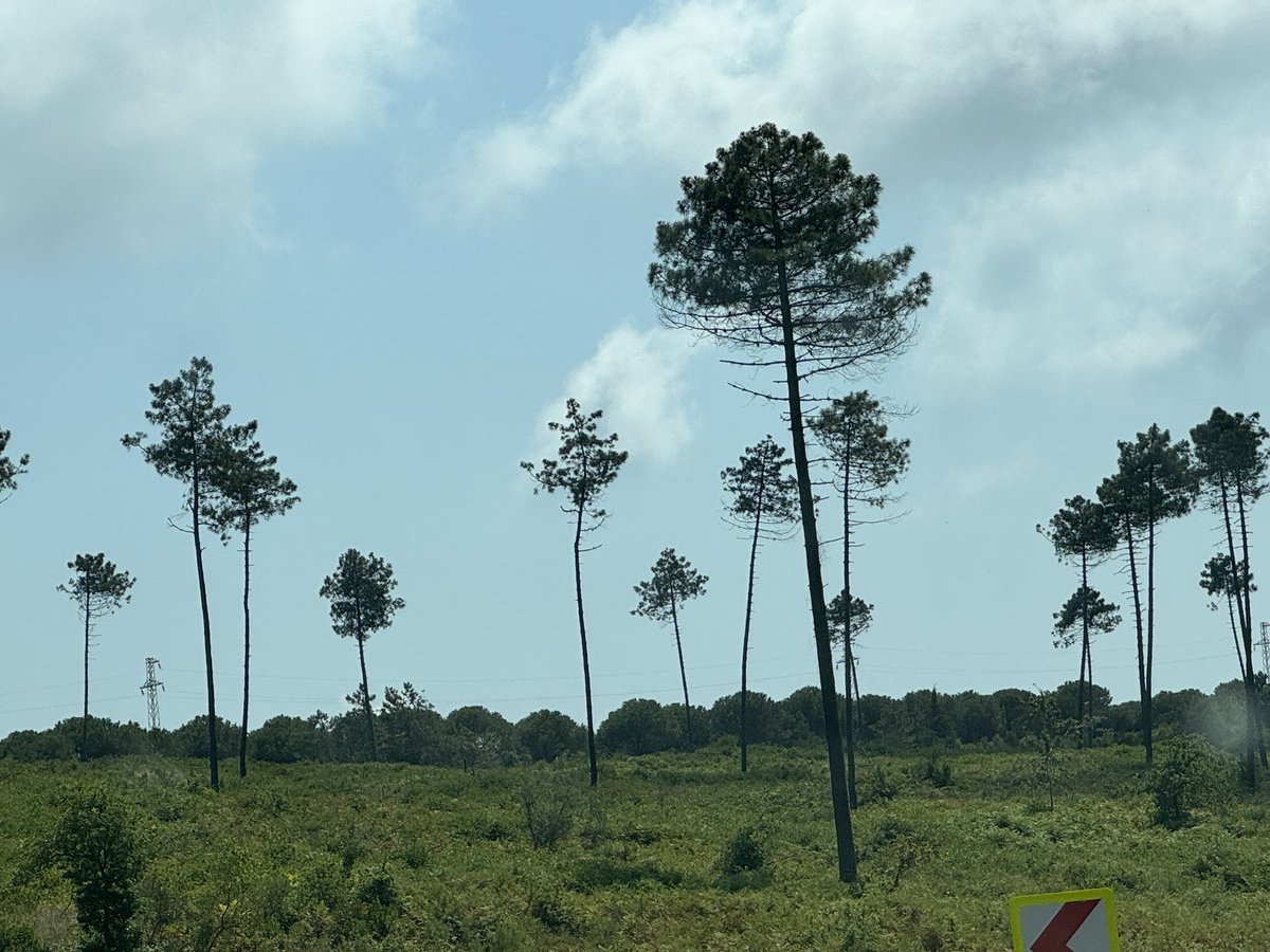 umman kurşun tweet media