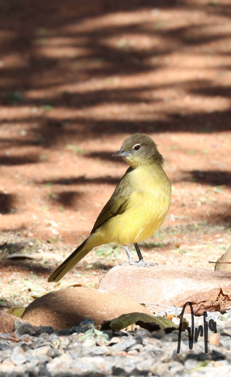 AnjaBSch's tweet photo. #Yellowbellied #Bulbul
#photography #nature #outdoors #garden #goedemorgen #birdwatching #BirdsSeenIn2024 #Francistown #Botswana #Africa https://t.co/X0NIUKk5tS