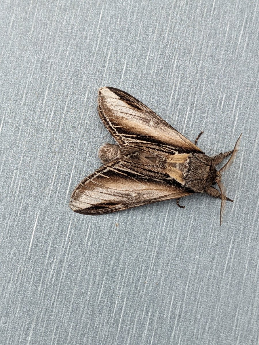 wildrossendale2's tweet photo. One of the best of a small amount last night, swallow prominent, a peach blossom that was too fast to snap.
3 smokey wainscott, four flame shoulder and a whirligig beetle! https://t.co/e1KnH7vzcC