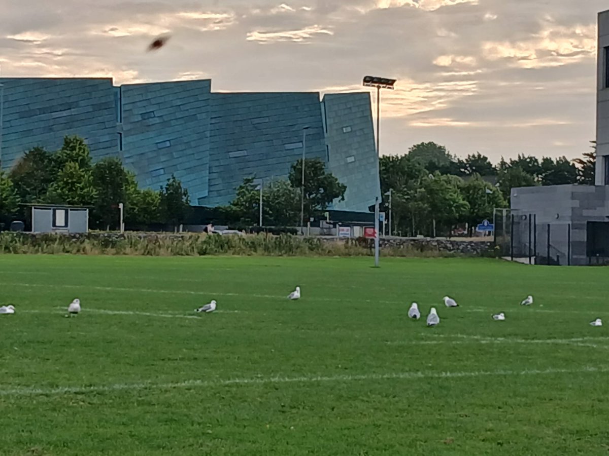 The early morning pitch inspection team <a href="/ATU_GalwayCity/">ATU Galway City</a>
#FridayFeeling