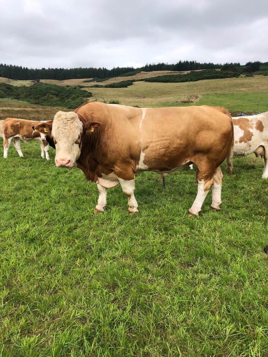 RaemoreFarm's tweet photo. Simmental bull for sale. Finished his duties but still has plenty in the tank. 6 years old, easy calving and breeding well. Moving him on as too many of his daughters now in the herd. https://t.co/gr2Y9zg3kB