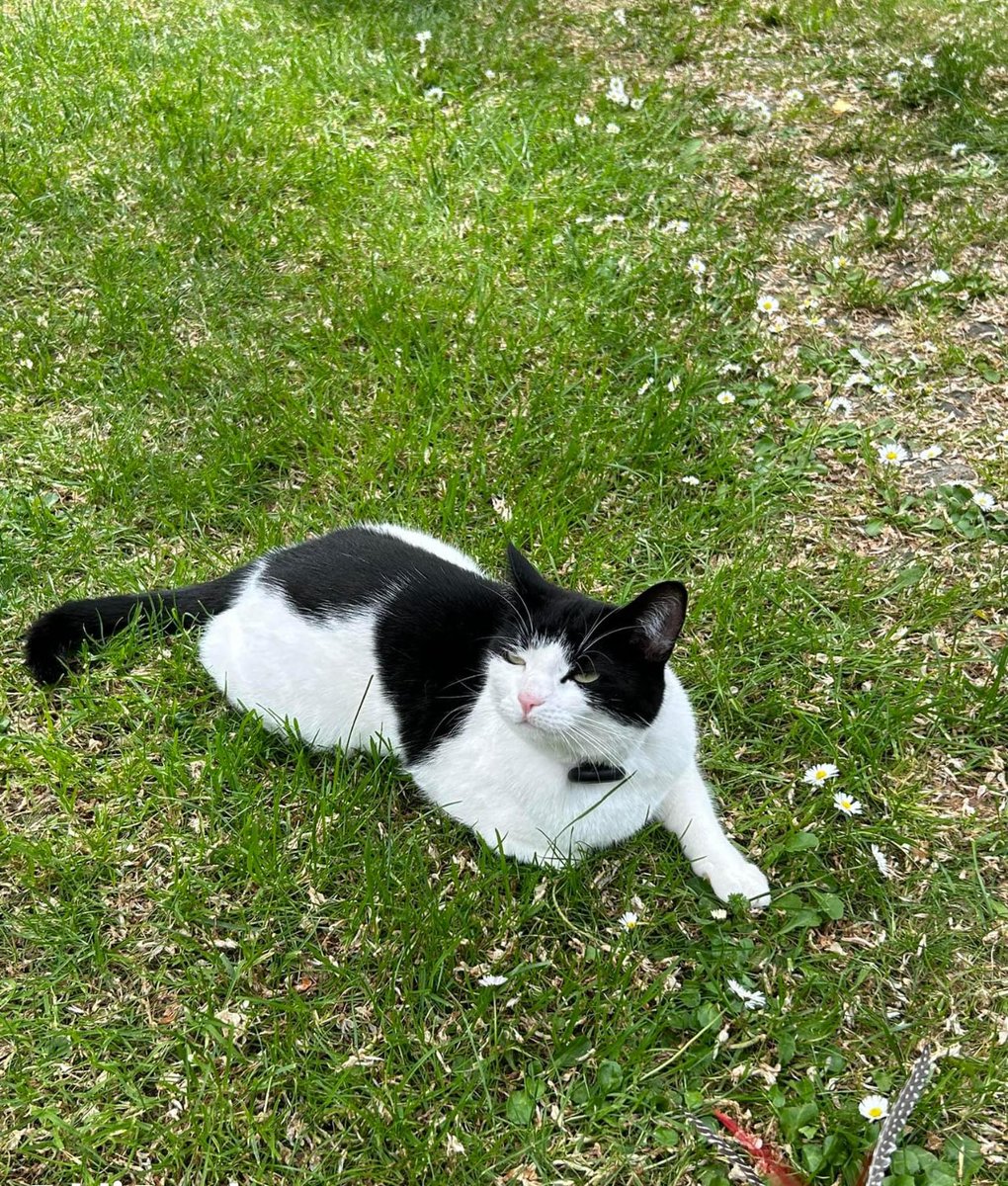 EddiSadeniaR's tweet image. Please help me find my 2 year old Molly … missing from the corner of university avenue and Byres Rd Glasgow since 3pm Wednesday on the 31st of July … the gas man left the door open and she ran out.
So brokenhearted - she’s timid, won’t be picked up and will run from noise.